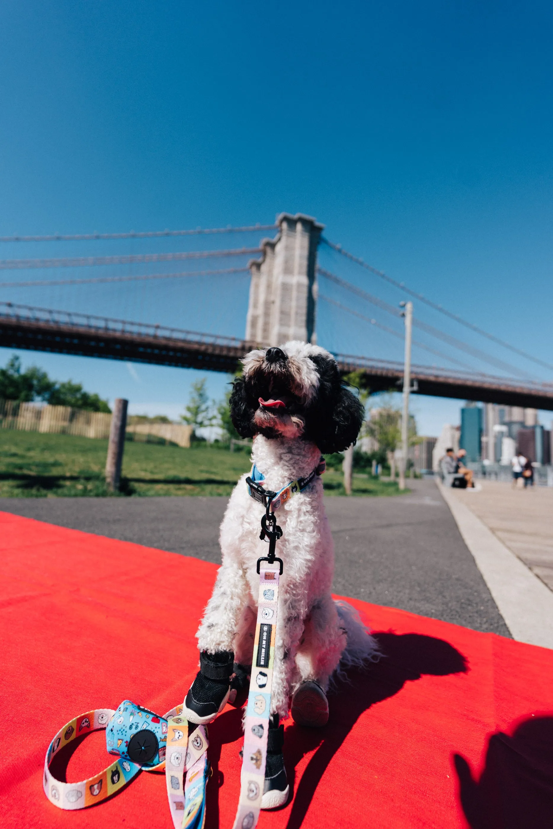 Happy Walking Leash, Collar, & Poop Bag Holder Set