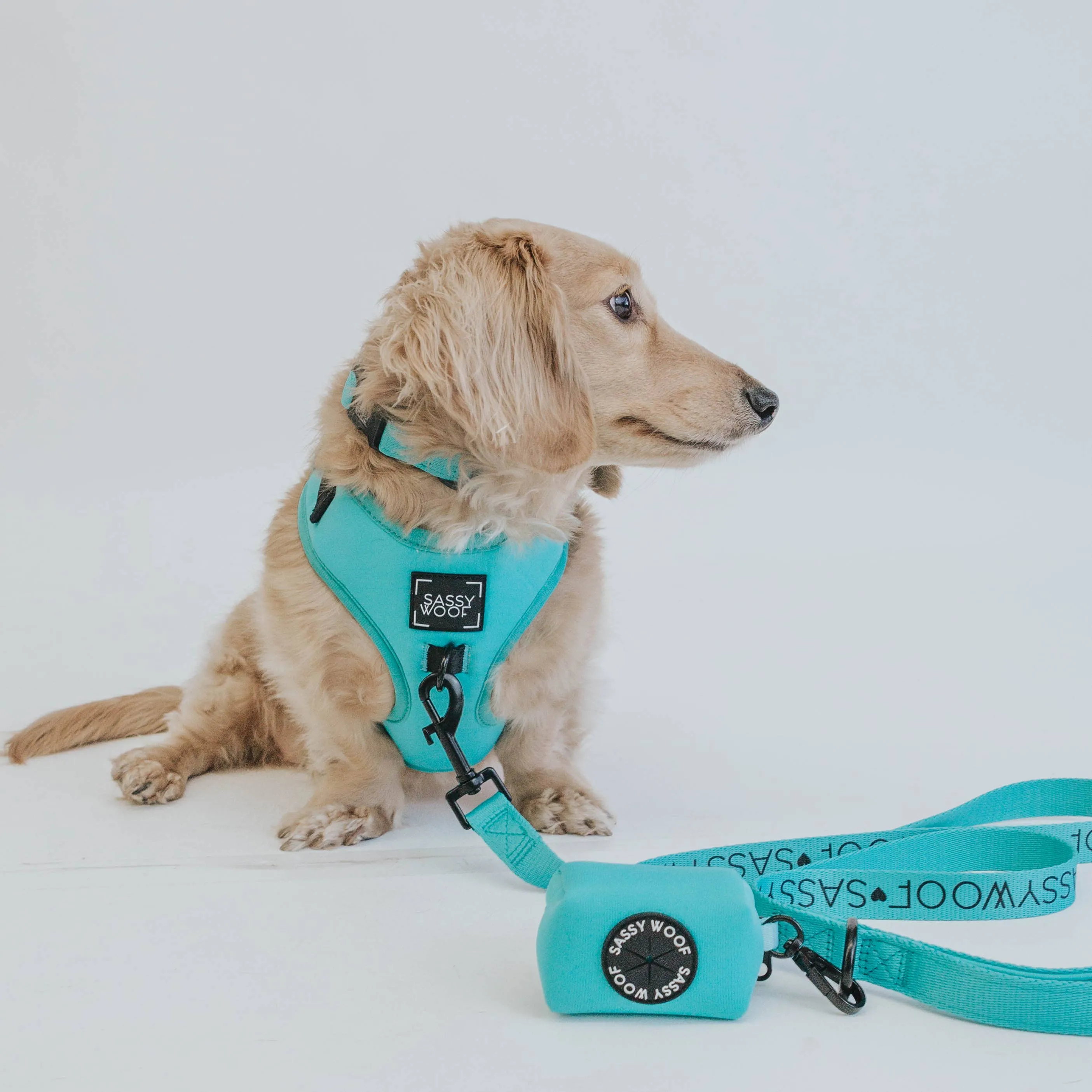 Neon Blue Leash